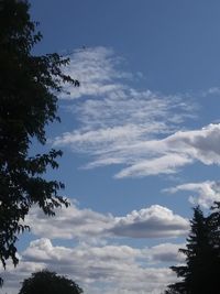 Low angle view of tree against sky