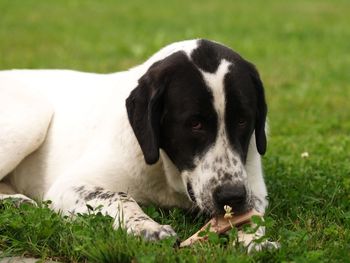 Close-up of dog