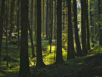 Trees in forest