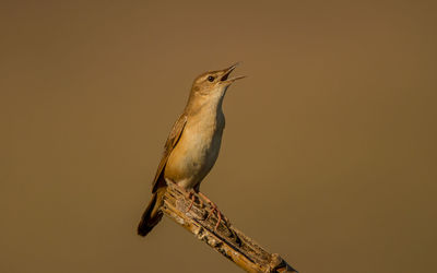 Low angle view of bird perching on branch