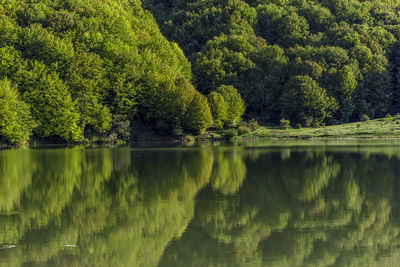 Scenic view of lake in forest