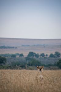 View of horse on field against sky