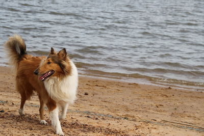 View of dog on beach