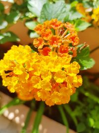 Close-up of marigold blooming outdoors