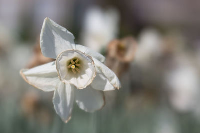 Close-up of white flowering plant