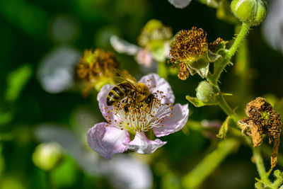 Close-up of bee on flower