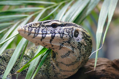 Close up of a nile monitor lizard head also called varanus niloticus