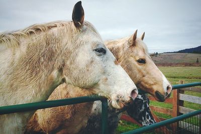 Close-up of horses at animal pen