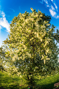 Low angle view of tree against sky