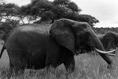 View of elephant on field