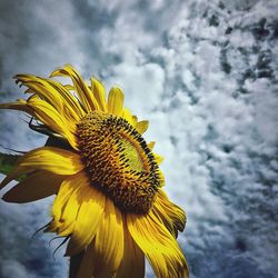 Close-up of sunflower