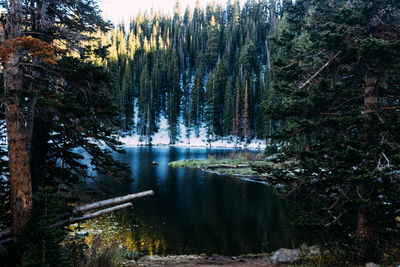 Scenic view of lake in forest