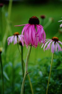 Close-up of purple flower on field