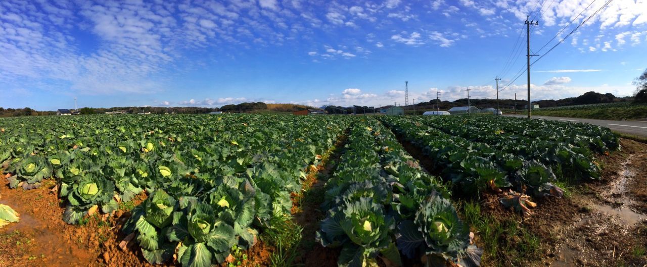 agriculture, rural scene, field, farm, crop, growth, landscape, sky, plant, nature, cultivated land, tranquility, tranquil scene, green color, beauty in nature, plantation, vineyard, scenics, cultivated, day