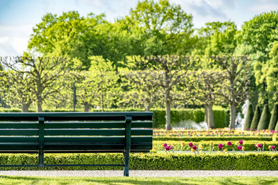 Empty bench against trees in park