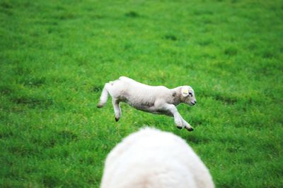 Dog on field