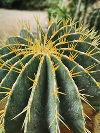 Close-up of succulent plant growing on field