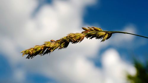 Close-up of wilted plant against sky