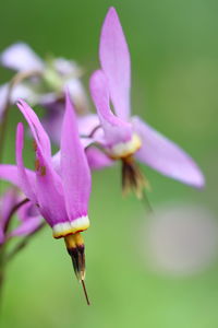 Close-up of purple flowering plant