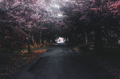 Empty road amidst trees