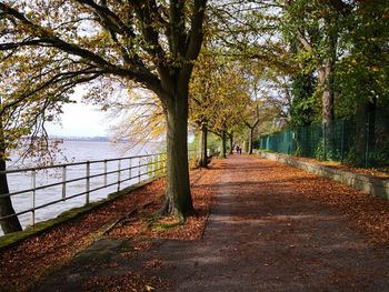 Footpath amidst trees during autumn