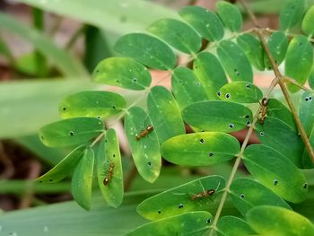 Close-up of wet plant leaves