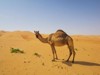 Camel on landscape