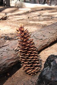 Close-up of pine cone on log