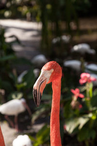 Caribbean flamingo phoenicopterus ruber in a tropical garden in southwestern florida.