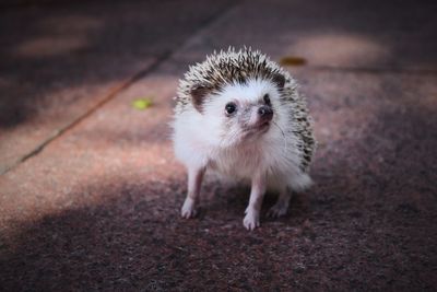 High angle portrait of a rabbit on land