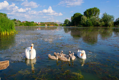 Swans swimming in lake