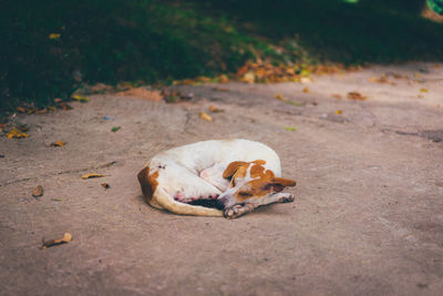 Close-up of an animal on the road