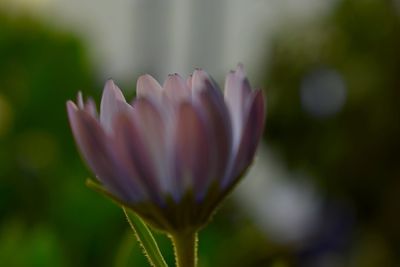 Close-up of pink flower