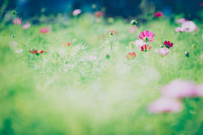 Close up of flowers