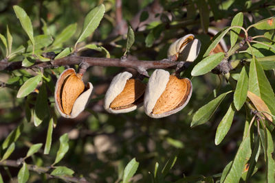 Close-up of fresh fruits on tree