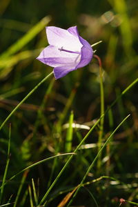 Close-up of purple iris flower on field