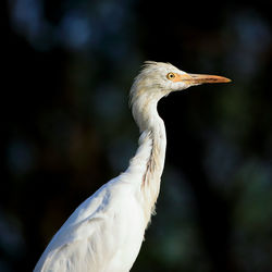 Close-up of a bird