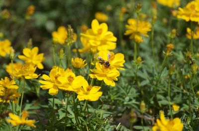 Close-up of bee pollinating on yellow flower