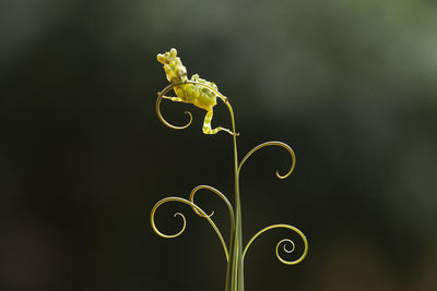 All about mantis species in borneo island