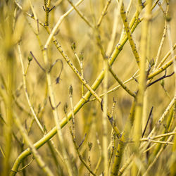 Close-up of crop growing on field
