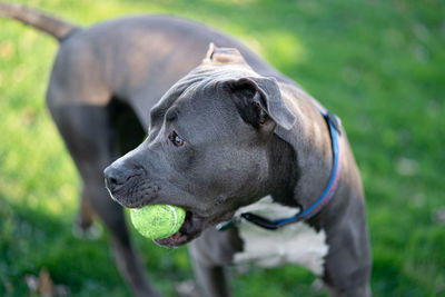 Pitbull puppy is waiting to play fetch with a tennis ball