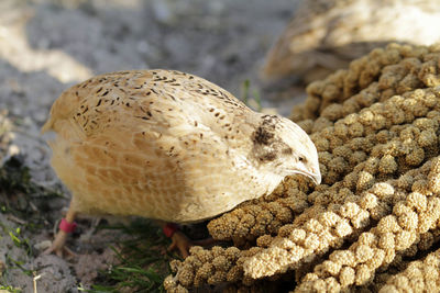 Foxtail millet