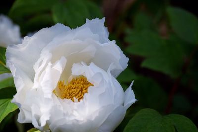 Close-up of flower blooming outdoors