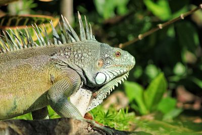 Close-up of a lizard