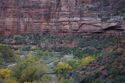 View of trees growing on rock