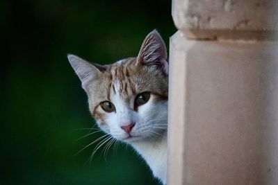 Close-up of cat