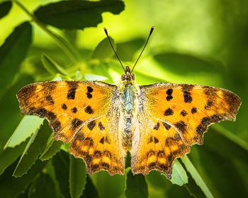 Close-up of butterfly pollinating flower