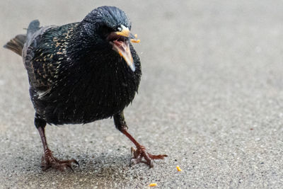 Close-up of bird eating outdoors