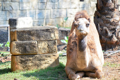 Monkey sitting on rock in zoo