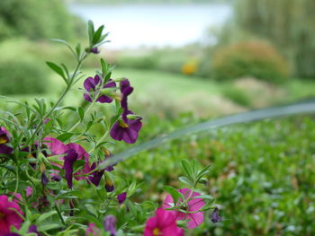 Close-up of pink flowers blooming in field